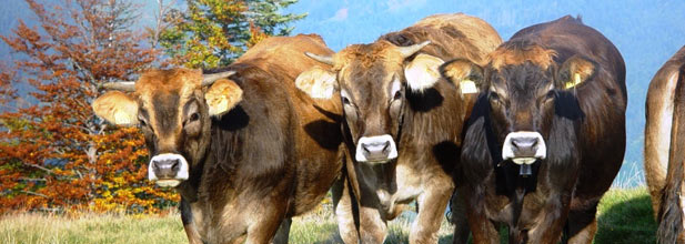 Spiess Lenzerheide See